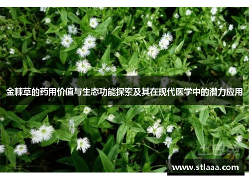 金棘草的药用价值与生态功能探索及其在现代医学中的潜力应用